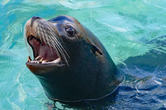 Apartamentos de playa y visite el zoológico de Barcelona. Quédate en la playa de Calafell en los Apartamentos Costa d'Or.