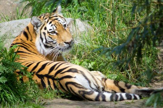 Sommarstrandsemester nära zoo i Barcelona. Hyr lägenheter för semester på stranden i lägenheter costa d'Or och besök Barcelonas zoo.