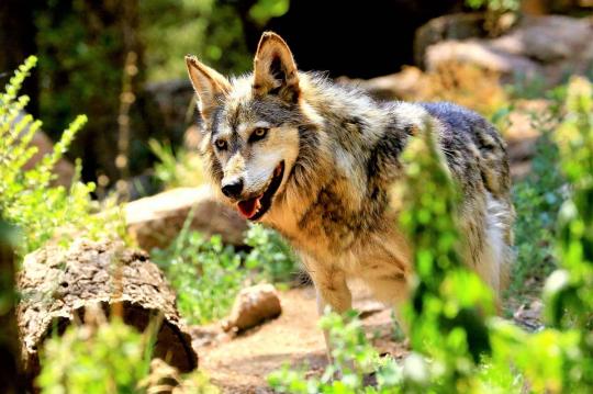 Apartamento en la playa para alquilar en Calafell y visite el zoológico de Barcelona. Solo una hora en tren desde Barcelona. Apartamentos Costa d’Or.