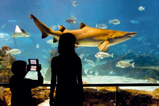 Strandferienwohnungen und besuchen Sie das Aquarium von Barcelona. Ferienwohnungen Costa d’Or am Strand von Calafell. Genießen Sie Costa d'Or.