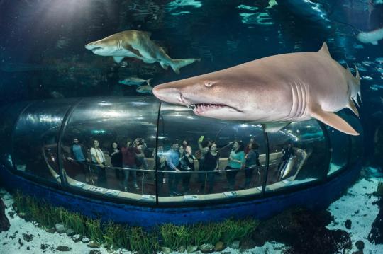 Vacaciones en la playa cerca del acuario de Barcelona. Alquile apartamento para vacaciones en la playa en apartamentos costa d'Or.