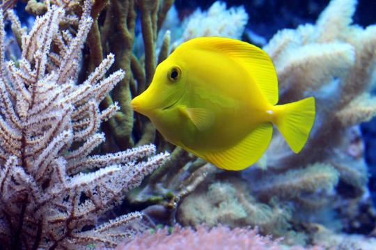 Familienstrandwohnung in Calafell zu mieten und das Aquarium von Barcelona zu besuchen. Nur eine Stunde mit dem Zug von Barcelona. Costa d'Or!