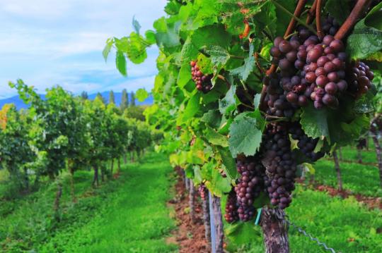 Gaudiu d'unes vacances d'estiu a la platja a la zona vinícola de Penedès en els Apartaments Costa d'Or a la platja de Calafell.