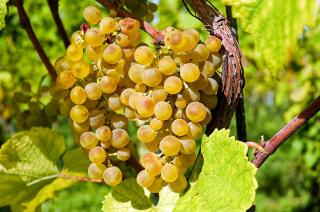 Penedès